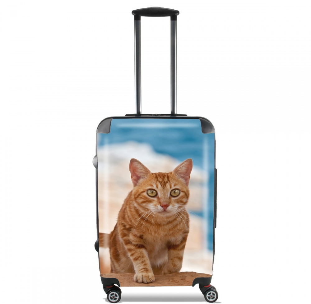 valise gattino, red tabby, su una scogliera