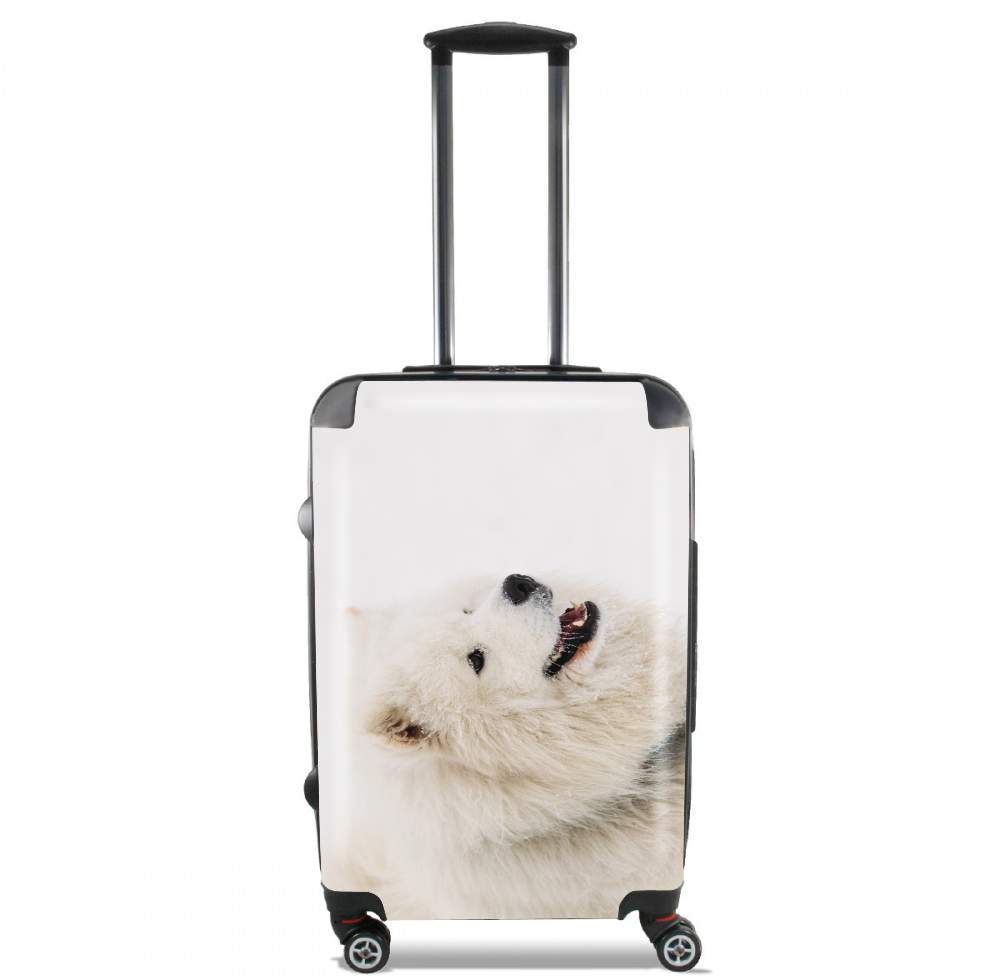 valise samoyede dog