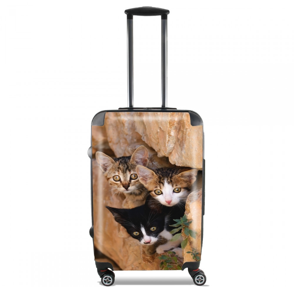 valise Three cute kittens in a wall hole
